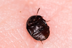 Anisotoma glabra