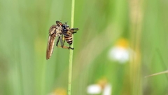 Cophinopoda