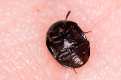 Anisotoma glabra