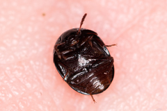 Anisotoma glabra