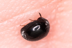 Anisotoma glabra