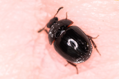 Anisotoma glabra