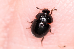Anisotoma glabra
