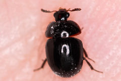 Anisotoma glabra