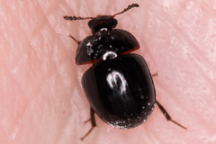 Anisotoma glabra
