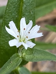 Pseudostellaria