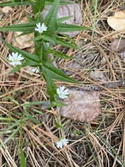 Pseudostellaria