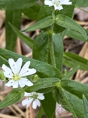 Pseudostellaria