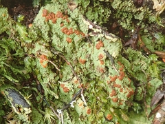 Trapeliopsis congregans