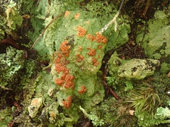 Trapeliopsis congregans