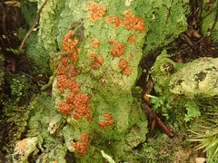 Trapeliopsis congregans