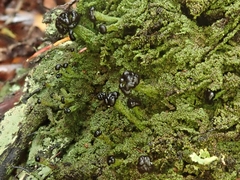 Metus conglomeratus