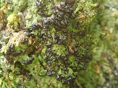 Metus conglomeratus