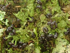 Metus conglomeratus