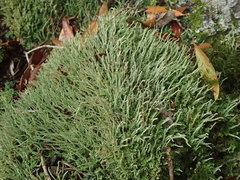 Cladonia glebosa
