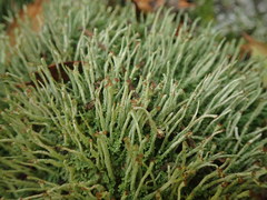 Cladonia glebosa