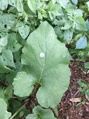 Calycomyza flavinotum