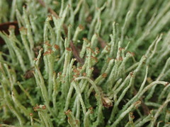Cladonia glebosa