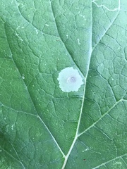 Calycomyza flavinotum