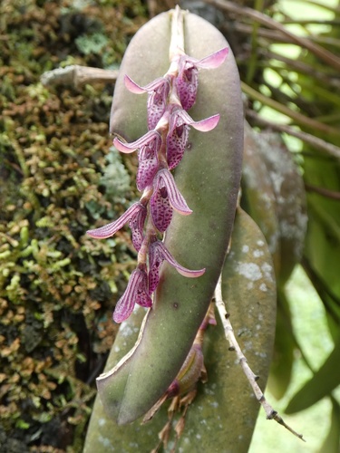 Acianthera pubescens, photograph 6