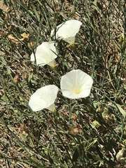 Calystegia longipes
