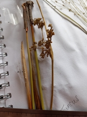Juncus subsecundus