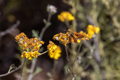 Ochlodes agricola