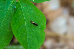 Mathildana newmanella