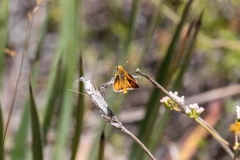 Ochlodes agricola