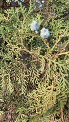 Platycladus orientalis