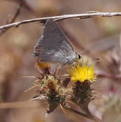 Tharsalea xanthoides