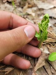 Botrychium michiganense