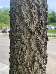 Celtis occidentalis
