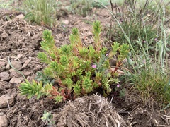 Sedum stenopetalum
