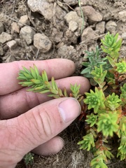 Sedum stenopetalum