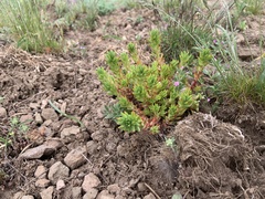 Sedum stenopetalum