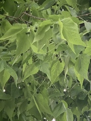 Celtis occidentalis