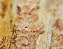 Marasmiellus affixus