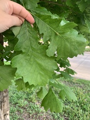 Quercus macrocarpa