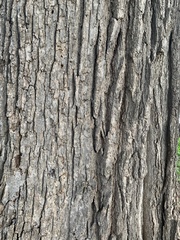 Quercus macrocarpa