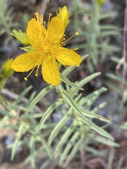 Hypericum concinnum