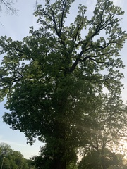Quercus macrocarpa