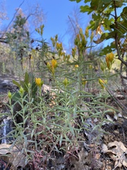 Hypericum concinnum