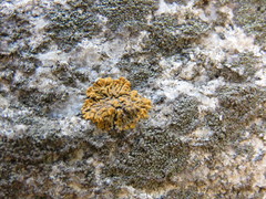 Polycauliona brattiae