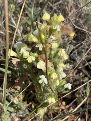 Castilleja rubicundula
