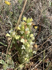 Castilleja rubicundula