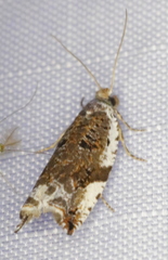 Ancylis mediofasciana