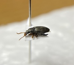 Mycterus