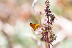 Ochlodes agricola