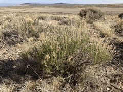 Chrysothamnus greenei